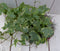 Klimop Hedrea bont rode pot 25 cm