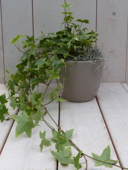 Klimop Hedrea bont taupe pot 25 cm