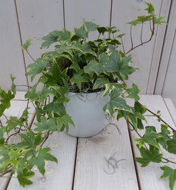 Klimop Hedrea bont witte pot 25 cm