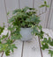 Klimop Hedrea bont witte pot 25 cm