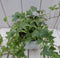 Klimop Hedrea bont witte pot 25 cm