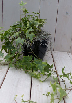 Klimop Hedrea bont zwarte/antraciete pot 25 cm