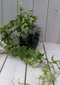 Klimop Hedrea bont zwarte/antraciete pot 25 cm