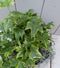 Klimop Hedrea bont zwarte/antraciete pot 25 cm
