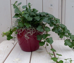 Klimop Hedrea donkergroen rode pot 25 cm