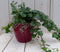 Klimop Hedrea donkergroen rode pot 25 cm