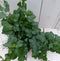 Klimop Hedrea donkergroen rode pot 25 cm