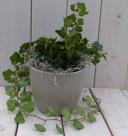 Klimop Hedrea donkergroen taupe pot 25 cm