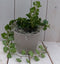 Klimop Hedrea donkergroen taupe pot 25 cm