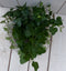 Klimop Hedrea donkergroen taupe pot 25 cm