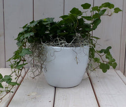 Klimop Hedrea donkergroen witte pot 25 cm