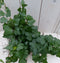 Klimop Hedrea donkergroen witte pot 25 cm