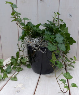 Klimop Hedrea donkergroen zwarte/antraciete pot 25 cm