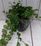 Klimop Hedrea donkergroen zwarte/antraciete pot 25 cm