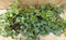 Klimop Hedrea Kleur bont 10 potjes in tray