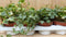 Klimop Hedrea Kleur bont 10 potjes in tray
