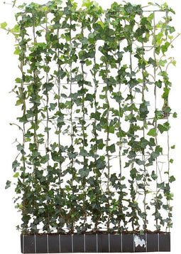 Klimophaag haagelement Hedera Hibernica 180 cm