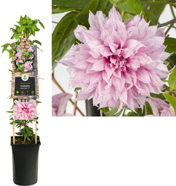 Klimplant Clematis Multi Pink PBR 75 cmVan der Starre