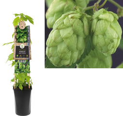 Klimplant Humulus Lupulus - Hop