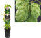 Klimplant Humulus Lupulus - Hop