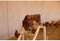 Klimtoren voor kippen - KERBL - 85 x 55 x 76 cm - Met schommel - Robuuste ladder
