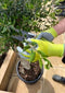 Spear & Jackson Werkhandschoen Tuinhandschoenen - Gerecycled - S - Plant- En Bodem Werkhandschoenen -Tuin handschoenen Dames en heren - Kew Garden Collection - Maat Small
