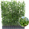 Hedera Hibernica - Klimop - Kant-en-Klaar Haag | 120cm - ↨180 cm