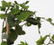 Plant in a Box - Mix van 8 bessenplanten - Braam, kruisbes, aalbes en zwarte bes - Pot 9cm - Hoogte 25-40cm