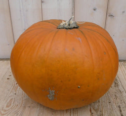 Pompoen 30 tot 40 cm