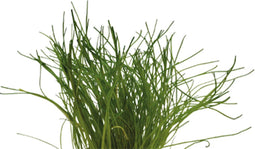 Eg lilaeopsis mauritiana nr61