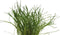 Eg lilaeopsis mauritiana nr61