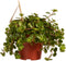 Sedum makinoi