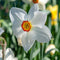 Plant in a Box - Narcissus Recurvus x30 - Narcisbollen - Meerjarige winterharde bloembollen voor in de tuin, terras of balkon