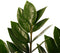 Decorum Zamio Culcas met Elho B.for soft white – ↨ 45cm – ⌀ 16cm