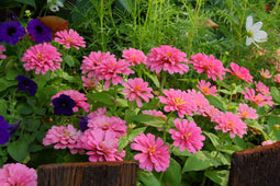Customize it - Tuinschilderij flowers 70x50cm