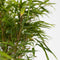 Plant in a Box - Niet-woekerende bamboe - Fargesia nitida 'Gansu' - Hoogte 50-70cm - Pot 17cm - Bamboo - Green