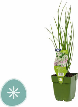 Knoflookbieslook kruid Allium tuberosumGriffioen