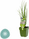 Knoflookbieslook kruid Allium tuberosumGriffioen