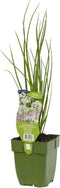 Knoflookbieslook kruid Allium tuberosumGriffioen