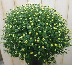 Chrysant Geel GROOT