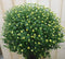 Chrysant Geel GROOT