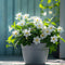 Plant in a Box - Dipladenia sanderii - Set van 3 - Witte tuinplant - Pot 9cm - Hoogte 25-40cm