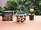 Koffie- en Theemok - Vlinders