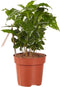 Koffie plant ↨ 25cm - hoge kwaliteit planten