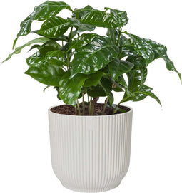 Koffieplant (‘Coffea Arabica’) in ELHO Vibes Fold sierpot (zijdewit) - Kwekerij J. de Groot - Groene plant- Hoogte 25 cm