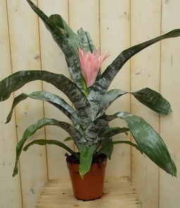 Kokerbromelia roze