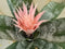 Kokerbromelia roze