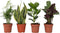 Plant in a Box - Oersterke Kamerplanten Mix - Set van 4 - Kamerplant - Easy care planten - Pot 12cm - Hoogte 25-40cm
