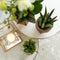 Kolibri Company | Complete Planten set Face-2-face goud | Groene planten set met witte Phalaenopsis Orchidee en Rhipsalis incl. keramieken sierpotten & accessoire