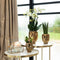 Kolibri Company | Complete Planten set Face-2-face goud | Groene planten set met witte Phalaenopsis Orchidee en Rhipsalis incl. keramieken sierpotten & accessoire